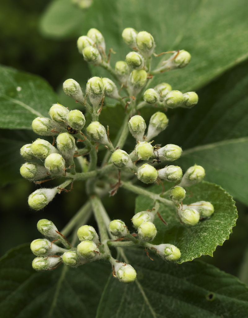 spring, fuzzy snowball, blossom, leaf, winemaking, summer green, freshness, food, close-up, no people, outdoors, agriculture, flowering shrub, healthy eating