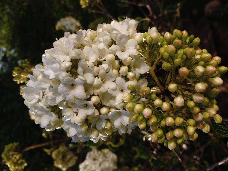 white color, beauty in nature, viburnum opulus, flowering plant, close-up, bud, bunch of flowers, no people, fragility, nature, steam berry, focus on foreground