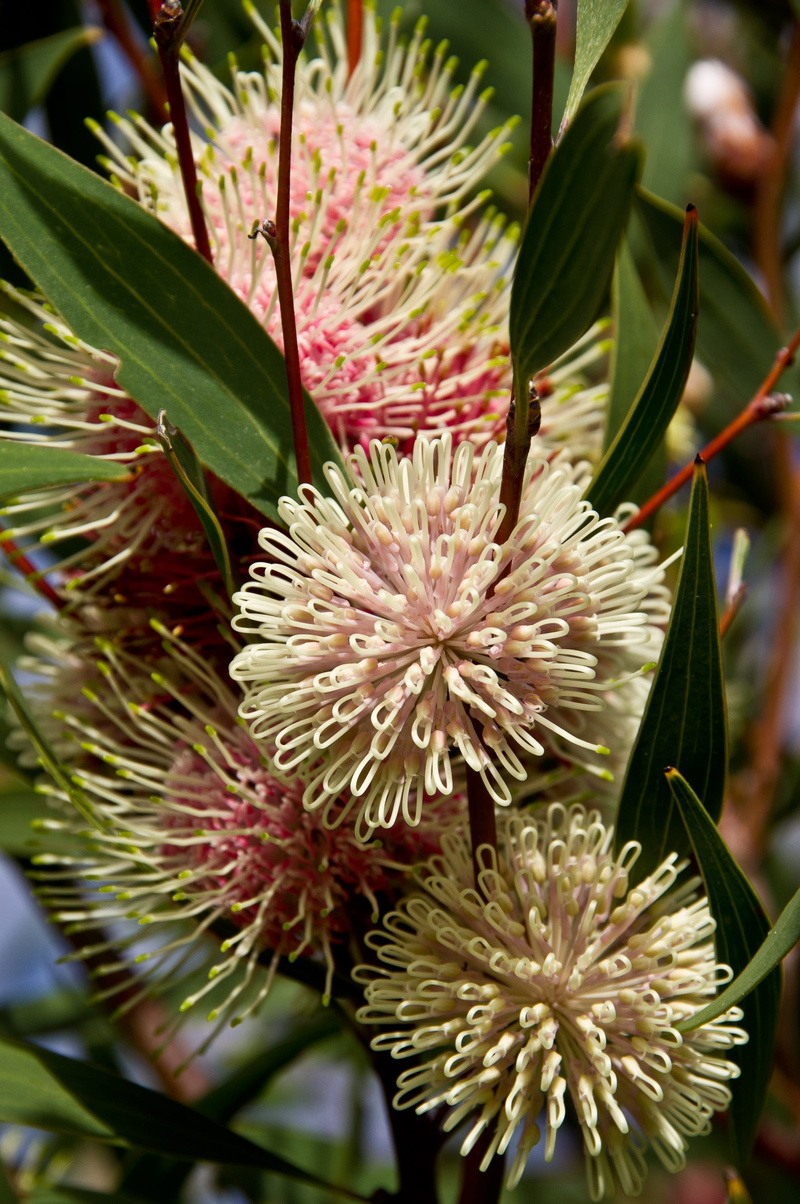 freshness, australian, nature, flowering plant, pollen, petal, plant part, pink color, outdoors, native, vulnerability, 2K, fragility, spiky, beauty in nature