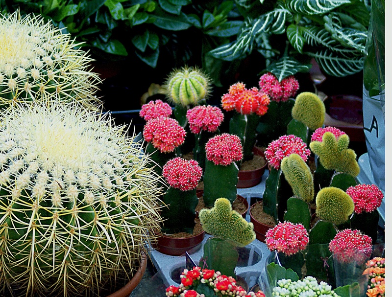 gardening, growth, flower head, spherical, cacti, cactus, close-up, vulnerability, plants, choice, plant, variation, day, outdoors, nature, for sale, sucholubne
