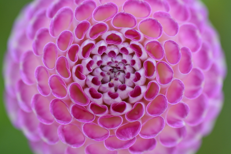 petal, flower head, purple, circle, no people, pink color, beauty, selective focus, fragility, spherical, beauty in nature, biology, focus on foreground