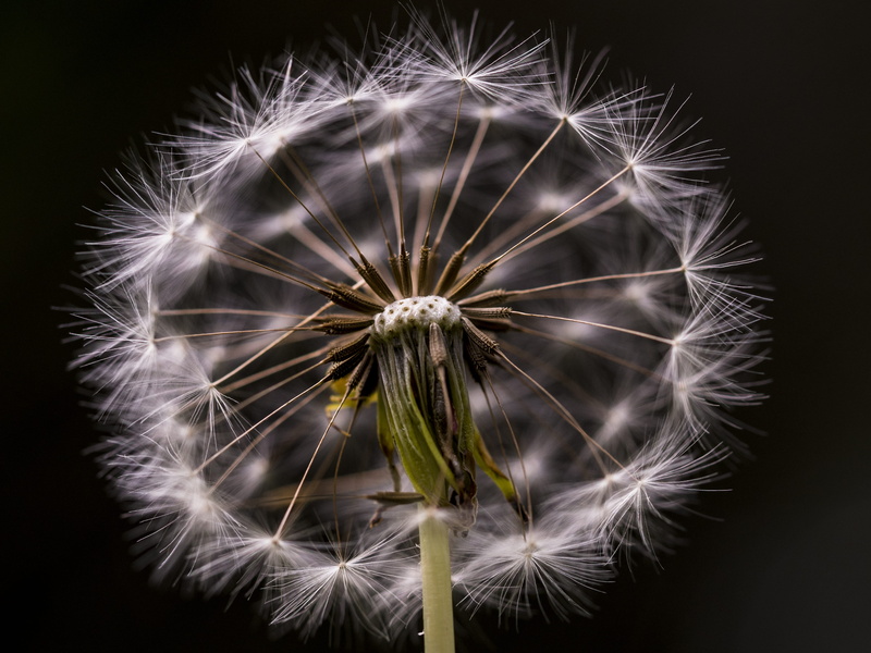 wishing flower, dandelion seed, growth, seed, studio shot, spherical, soft, fragility, beauty in nature, close-up, 4K, wish, no people, hope, flowering plant