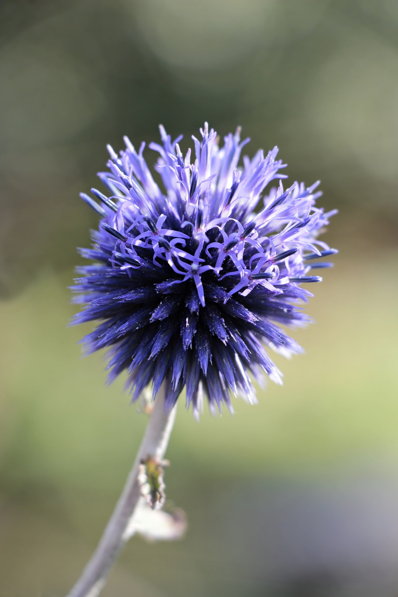 botany, violet, close up, bloom, freshness, purple, tender, spherical, springtime, summer, ball, flora, vulnerability, 5K, composites, inflorescence, wild plant