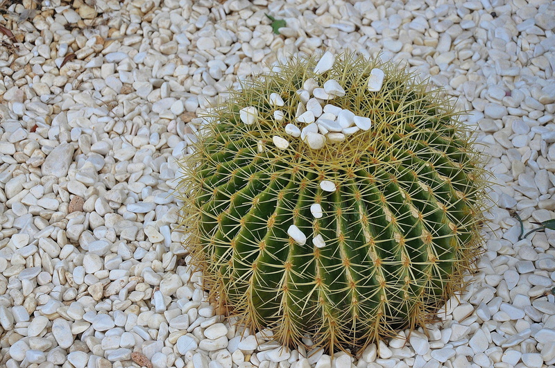 outdoors, green yellow, stone, solid, day, white, succulent plant, spherical, 4K, stone - object, white color, land, high angle view, no people, nature