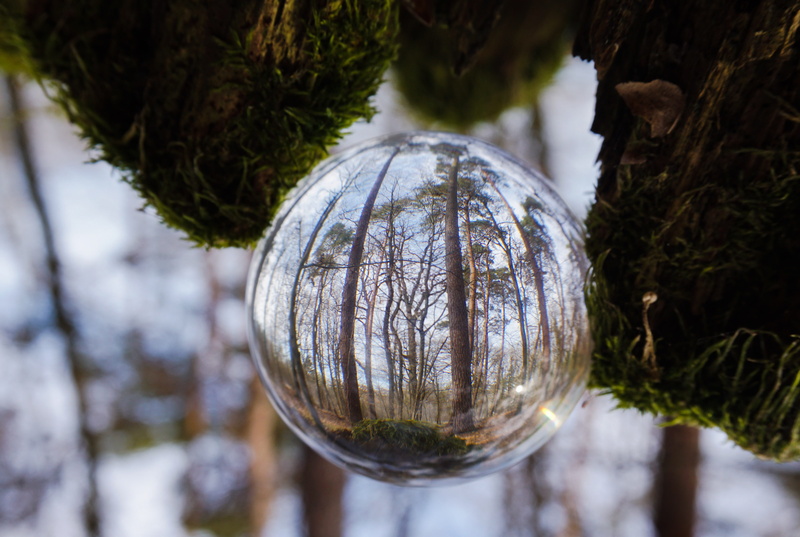 walk in the forest, shape, outdoors, 4K, sphere, selective focus, evening walk, branch, spherical photography, evening, growth, plant, beauty in nature