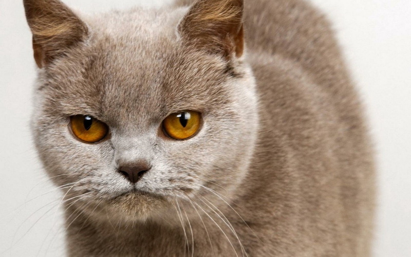 close-up, animal body part, kitten, pets, mammal, Animal, domestic cat, feline, domestic, portrait, yellow eyes, one animal, 1080P, whisker, angry expression