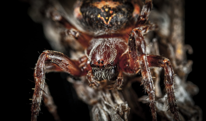 black background, photography, scary, wildlife, zoology, 2K, animals in the wild, animal photography, focus, animal wildlife, invertebrate, wild animal