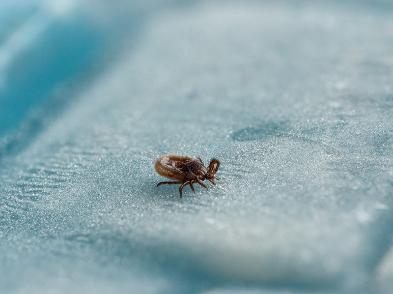 one animal, lyme disease, selective focus, dangerous, animal wildlife, nature, wood tick, animals in the wild, fly, arachnid, 2K, animal themes, invertebrate