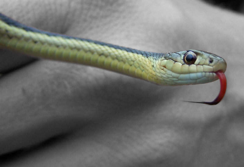 bite, animal scale, slither, Forked, macro, animals in the wild, Snake, no people, communication, eye, day, one animal, person, vertebrate, close-up, animal themes