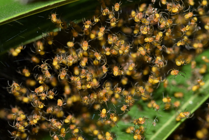 animal wildlife, trapping, Spiders, outdoors, arachnid, insect, predatory, creepy, animal, animals in the wild, bee, arthropod, hatchlings, orb spider