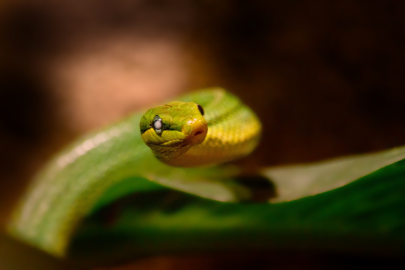 close, animals in the wild, animal body part, animal wildlife, one animal, foraging, animal scale, selective focus, poisonous, scale, toxic, macro, black background