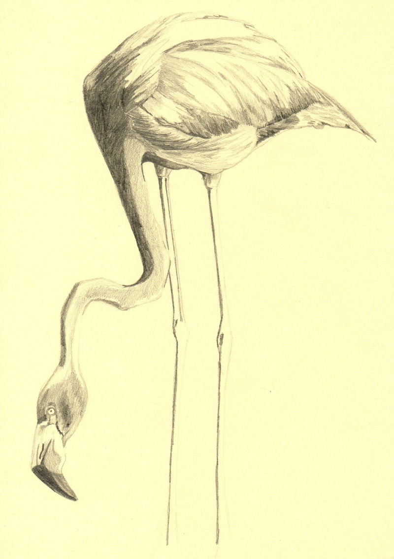 one animal, 2K, vertebrate, antique, Flamingo, art and craft, Bird, Drawing, artwork, illustration, nature, drawing - Art Product, animal, Art, still life