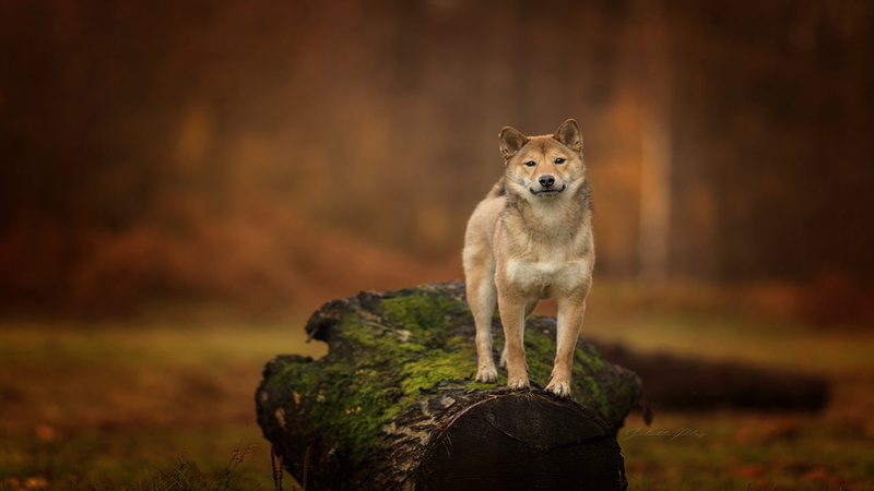 rock, wood - material, animal wildlife, hunting, standing, looking at camera, bark, 720P, animals in the wild, day, tree, animal themes, dog, vertebrate