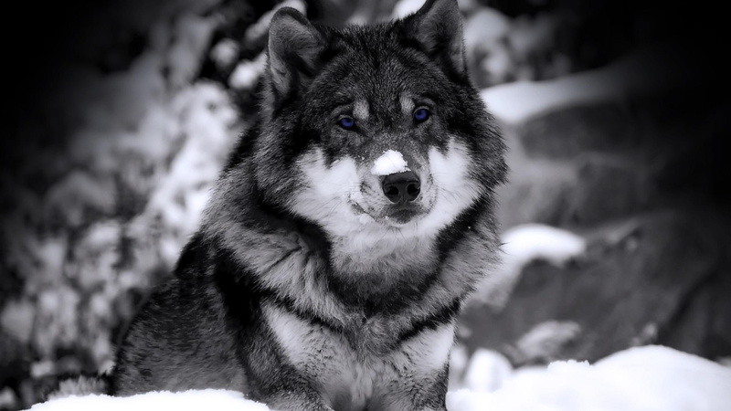 1080P, spring, animals, wolf, beautiful, gorgeous