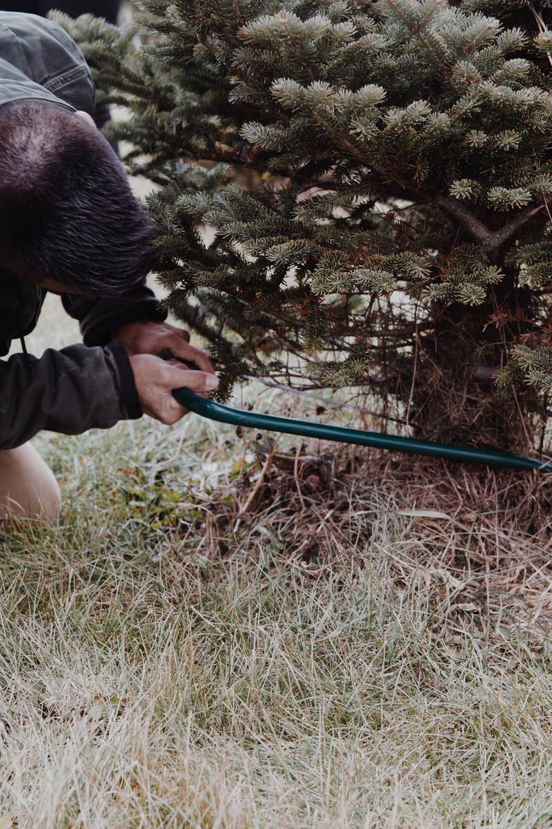 casual clothing, land, pinetree, outdoors, men, plant, sports, vegetation, cutting down christmas tree, evergreen tree, one person, saw, lifestyles, holding