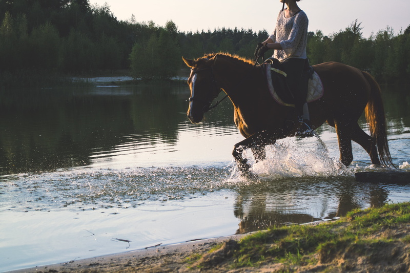 women, equine, plant, river, real people, pets, lake, livestock, mammal, sport, animal wildlife, day, domestic animals, herbivorous, vertebrate, horse