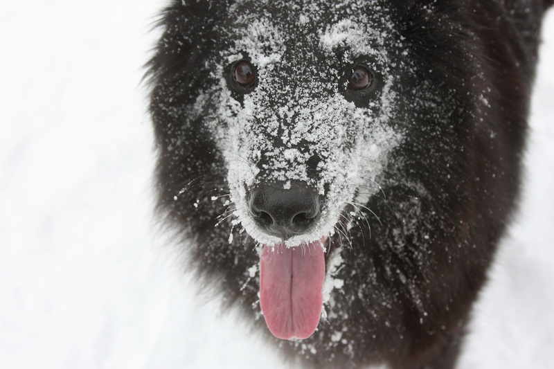 day, look, focus on foreground, snowing, ice, portrait, outdoors, looking at camera, finnish, nature, animal wildlife, domestic animals, the eye, belgian shepherd dog