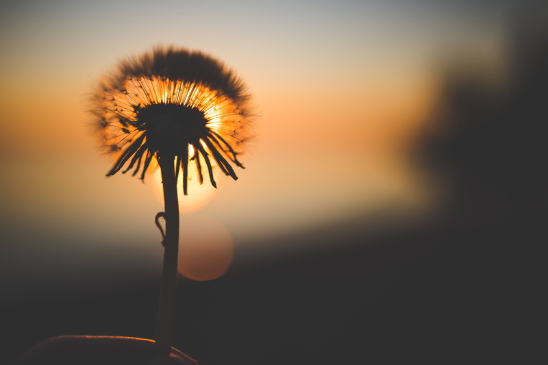 5K, flora, bloom, blossom, dawn, dandelion, flower