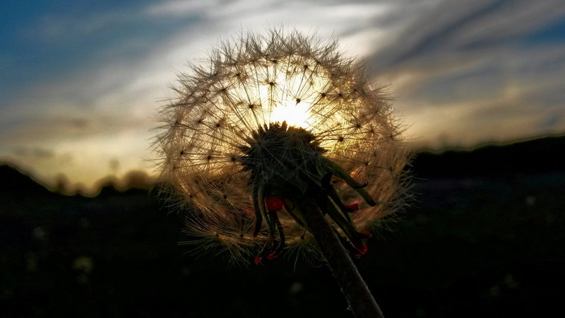 macro, sky, freshness, 2K, no people, seed, fragility, plant stem, flower, flora, outdoors, nature, cloud - sky, uncultivated, vulnerability