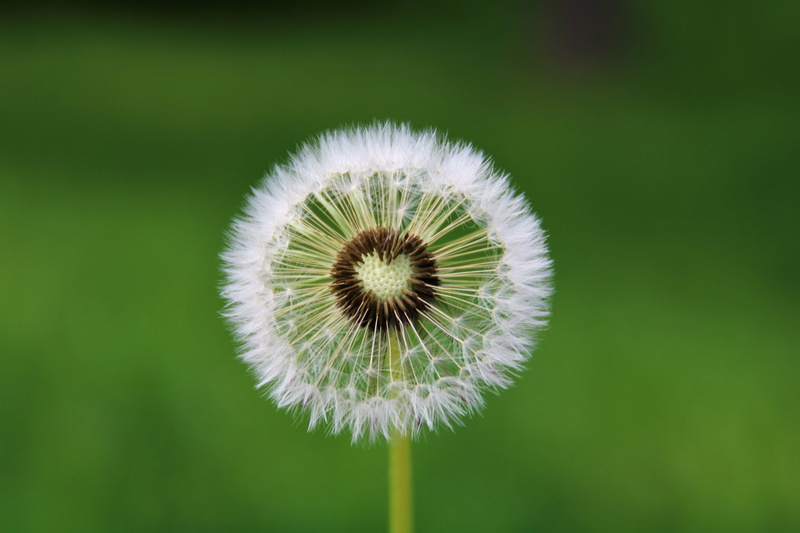green color, growth, fragility, flowers, map, fulfill a wish, flowering plant, flower head, dandelion, focus on foreground, flower, love, closeups, nature