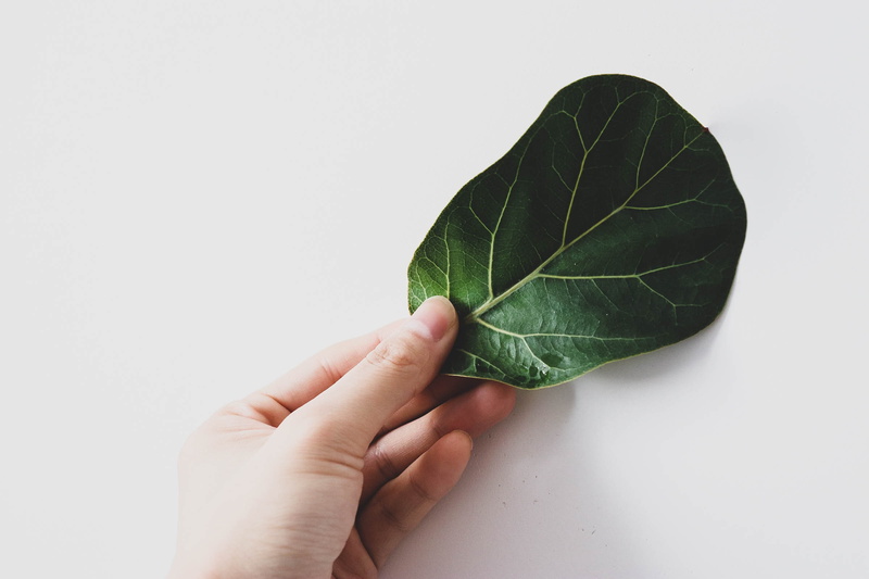 pill, human body part, nature, human hand, studio shot, plant, tree, copy space, person, flower, indoors, human finger, close-up, personal perspective