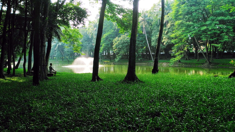 autorreflexion, nature, park, consideration, shadows, growth, approach, frustration, woodland, trunk, sadness, scenics - nature, lake, field, green color