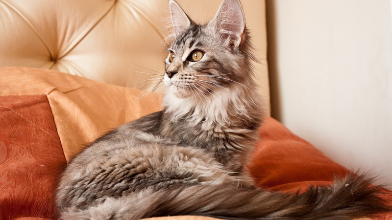 domestic cat, Cat, Fluffy, furniture, animal hair, Color, 1080P, Considerate, no people, domestic animals, pets, feline, hair, mammal, relaxation, indoors