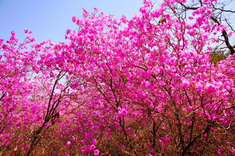 cherry tree, spring, ericaceae, shrubs, tree, botany, fragility, sky, cherry blossom, clear sky, bunch of flowers, springtime, pink color, taking into consideration the mountain