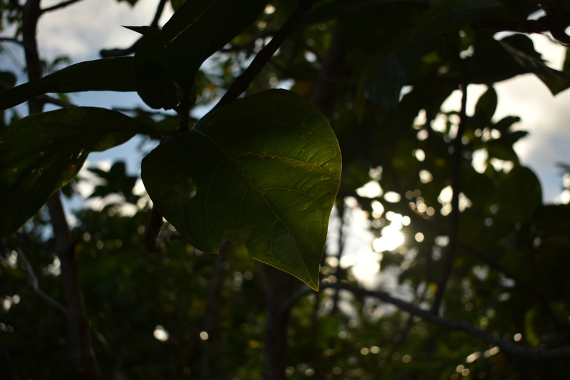 veins, crypt, beauty in nature, growth, sunlight, leaves, 5K, fruit, plant, acanthaceae, day, handrail, selective focus, arcade game machine, no people