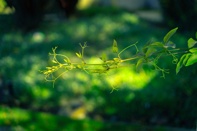 growth, green color, day, green, weed, selective focus, plant, leaf, food, grass, veins, tranquility, plant part, fern, light, sunlight, freshness, bird