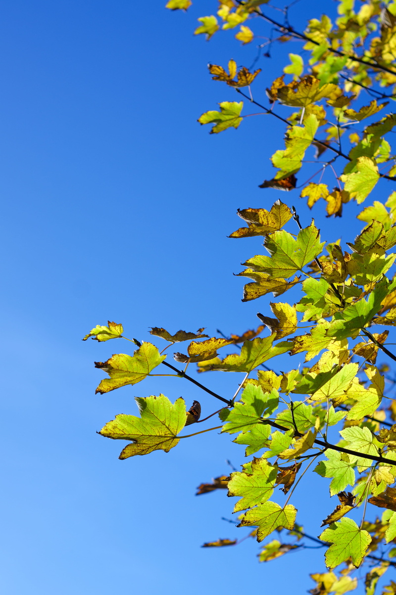 animal, maple, blue sky, bird, symbol, clear sky, sky, agelaius, leaf, tranquility, logo, spring, outdoors, growth, twig, low angle view, springtime, blackbird