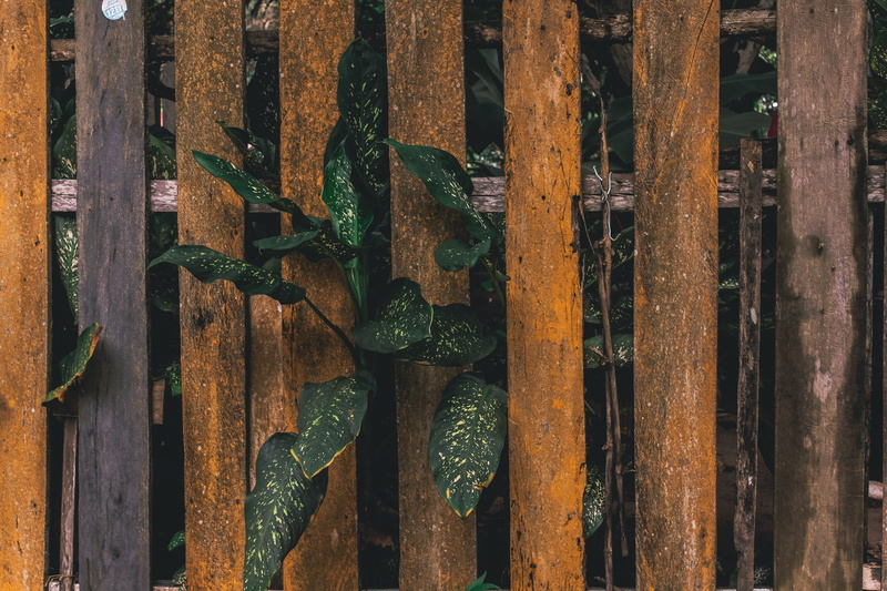 column, waterfowl, close-up, urban, pattern, backgrounds, agelaius, manaus, hardwood, boundary, full frame, architecture, art, bird, rust, weathered, building