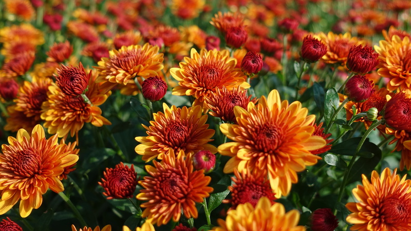 photography, united states, yellow, freshness, asteraceae, petaled, close-up, dahlia, focus on foreground, flora, nature, blossom, flower arrangement, 5K