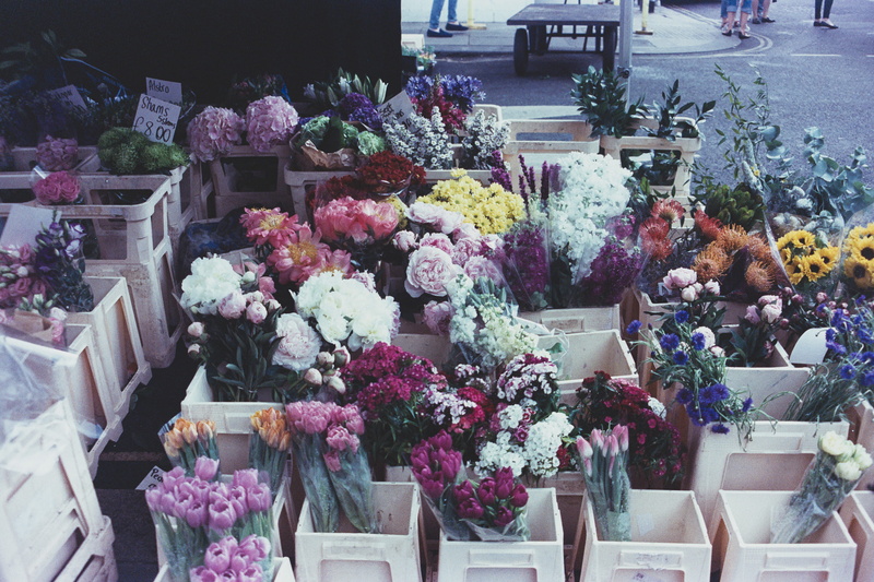 consumerism, potted plant, pink, choice, retail display, sale, for sale, flower head, plant, variation, flower market, vulnerability, blossom, bouquet