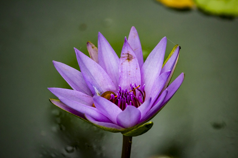 colorful, crocus, nyc, new york city, city, pollen, water lily, serenity, 5K, beauty, close-up, outdoors, lily, growth, blossom, inflorescence, flower head