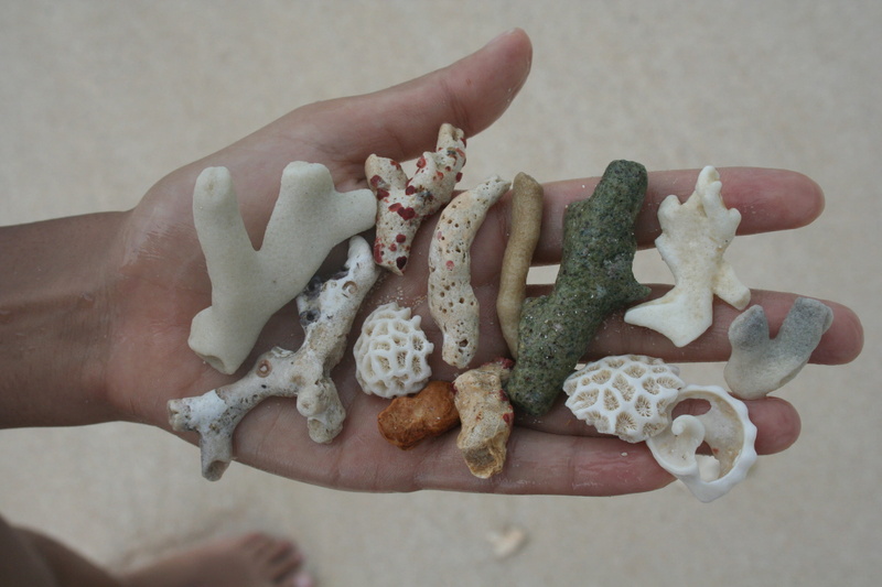 invertebrate, lifestyles, sea life, animal, hand, figurine, holding, one person, applique, food and drink, sponge animal, peel, human finger, cracker, unrecognizable person