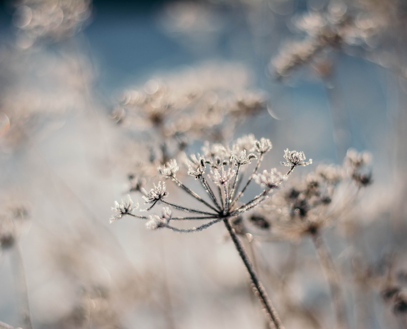 outdoors, beauty in nature, spider, ice, 4K, no people, white, food, white color, weed, nature, growth, photography, animal, winter, dill, frost, close-up