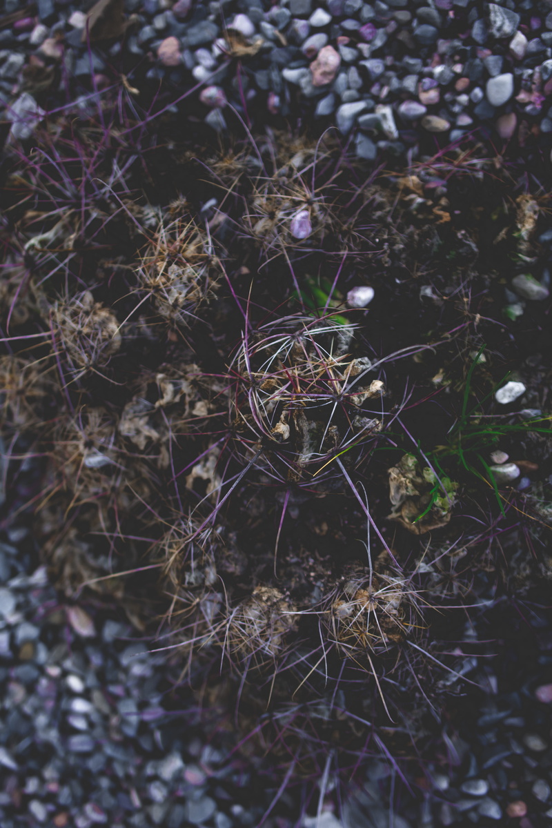 ornament, plant, ground, fragility, forest, selective focus, no people, fractal, flower, oil spill, bubble, nature, dry, pattern, blossom, droplet, animal
