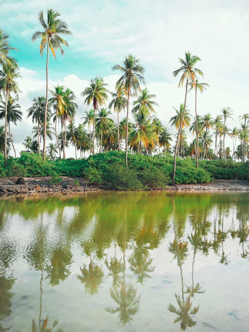 cloud - sky, scenics - nature, outdoors, beauty in nature, reflection, day, tranquil scene, growth, tropical climate, coconut palm tree, nature, tranquility