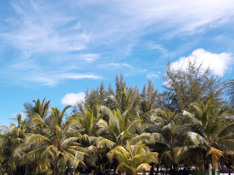 growth, sunlight, coconut palm tree, hithadhoo, beauty in nature, blue, scenics - nature, cloud - sky, day, 4K, low angle view, addu city, tropical climate