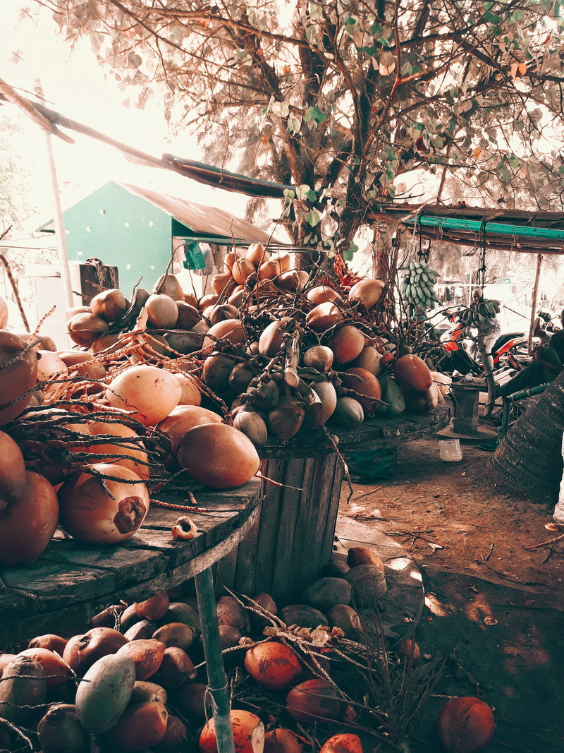 plant part, outdoors, abundance, food, hithadhoo, healthy eating, 4K, growth, land, addu city, tree, nature, fruit, plant, wellbeing, no people, maldives