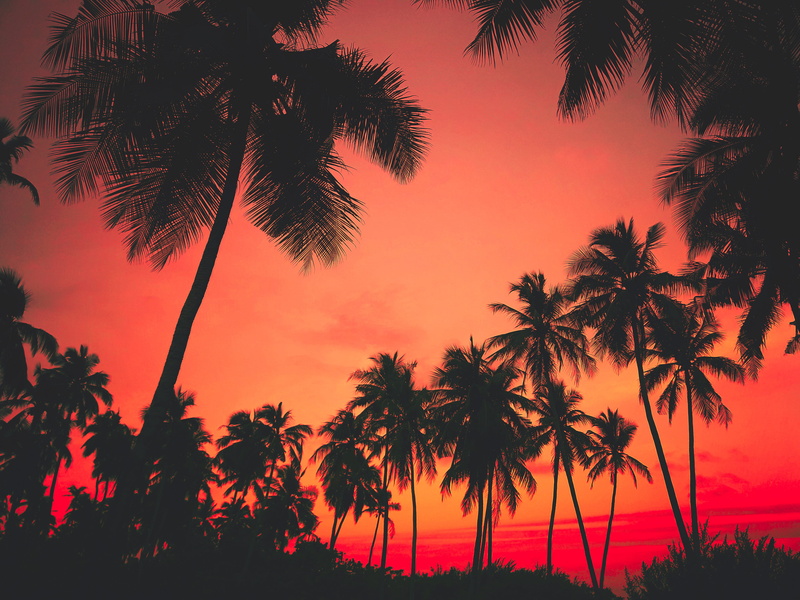 tropical tree, dawn, trees, maldives, red, land, outdoors, romantic sky, leaf, idyllic, beauty in nature, growth, scenics - nature, red sky, flora, sunrise