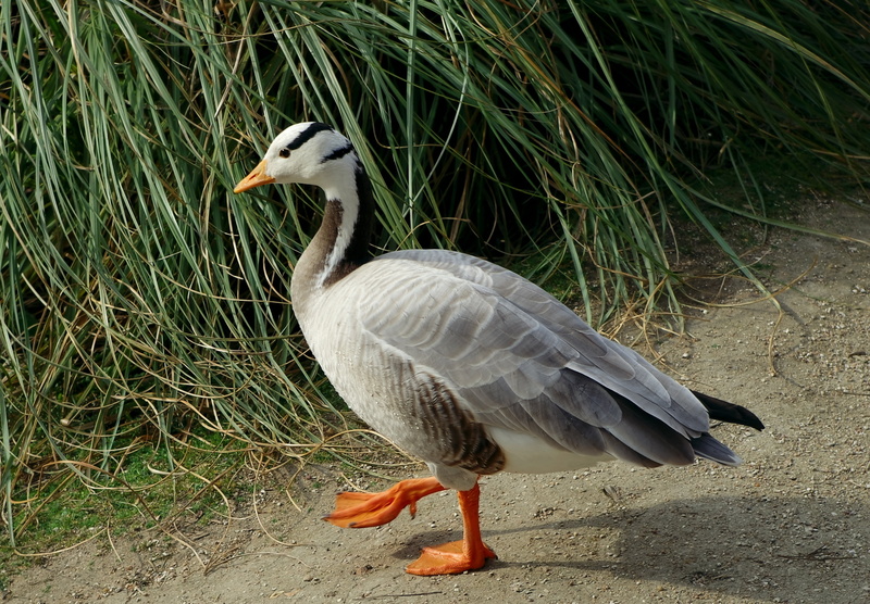 animal neck, vertebrate, goose, animal themes, anser indicus, fauna, bar-headed goose, wildlife, bird, animal wildlife, waterbird, nature, land, full length