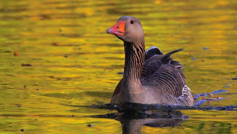 1080P, Birds, Greylag Goose