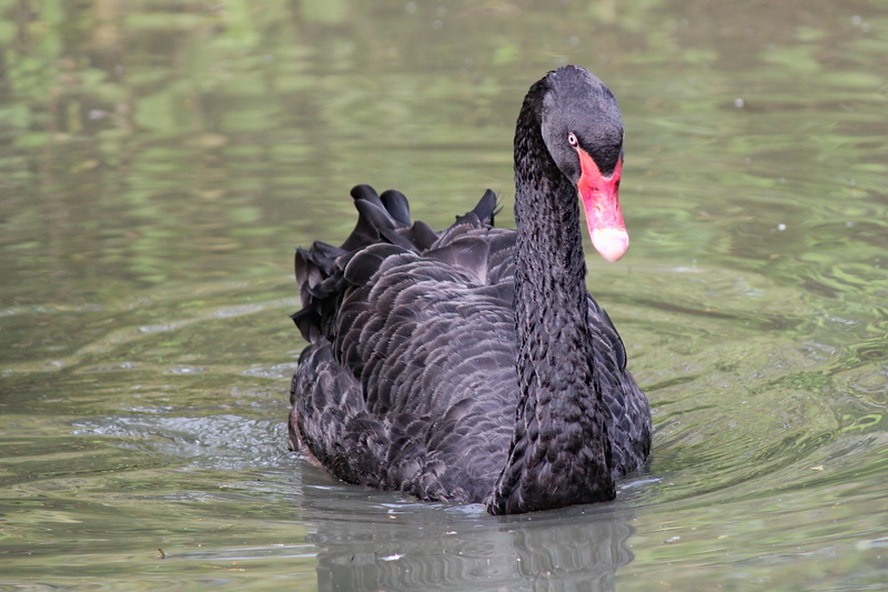 rippled, lake, poultry, animal neck, zoo lešná, black swan, swan, black, chicken, pond, body, floating on water, waterfowl, mallard, 4K, bird, black color