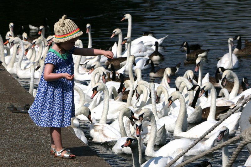 style, one person, 5K, daytime, windsor, body, waterfowl, united kingdom, child, water, geese, people, clothing, swan, animal, flock, flock of birds, fishing industry