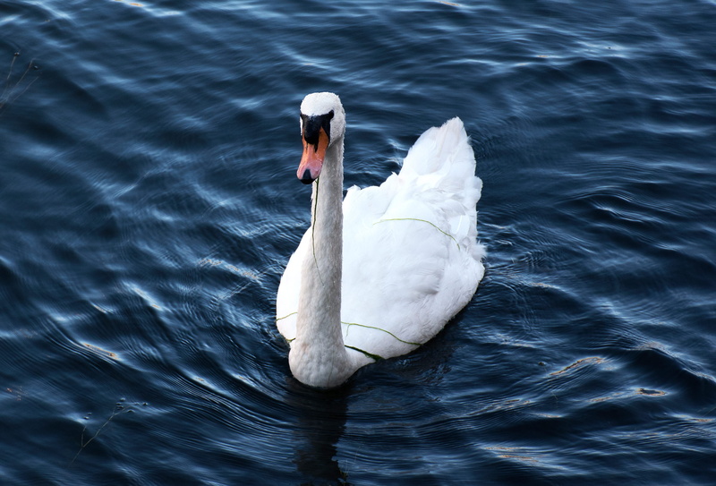 body, swimming, ripple, waterfowl, black swan, 2K, vertebrate, sweden, mute swan, bird, white, stockholm, animals in the wild, animal themes, goose, land