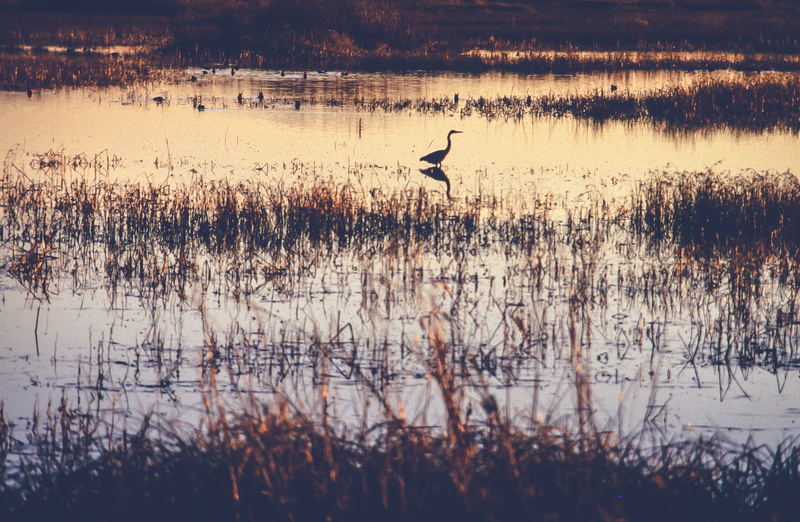 plant, marsh, grass, nature, 2K, swim, bath, wings, feather, waterfowls, mountains, avian, wildlife, river, outdoor, bird, season, animal wildlife, lake