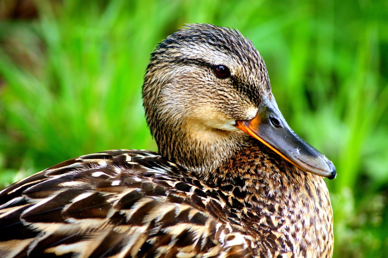 water bird, animals In The Wild, lake, swim, feather, focus on foreground, park, female animal, landscape, grass, close-up, summer, vertebrate, one animal