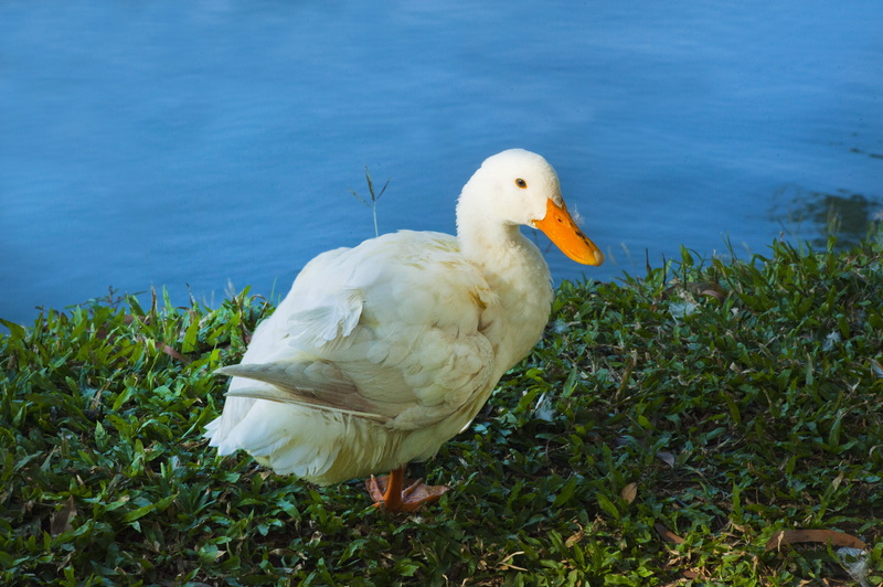 bird, water, growth, day, nature, land, white color, animals in the wild, animal wildlife, animal themes, animal, plant, white, close-up, no people, poultry